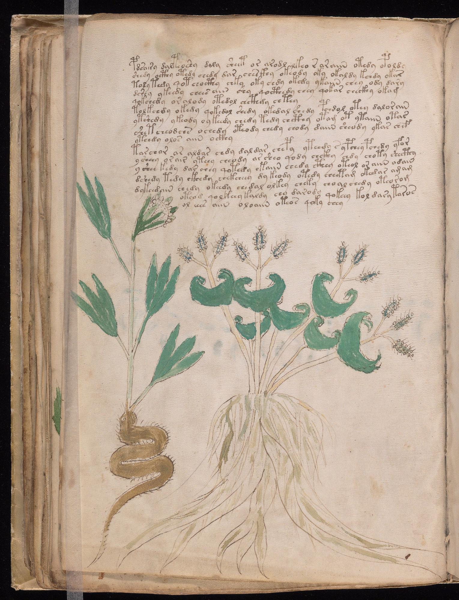 Voynich Manuscript folio f43v — Beinecke MS 408